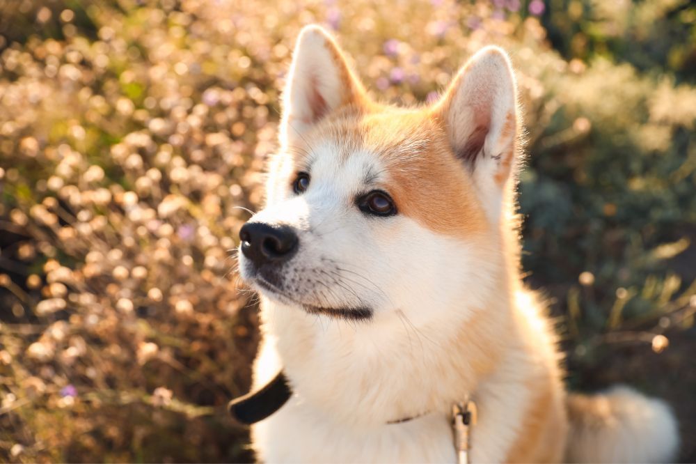 FAQ sur l'Akita Inu