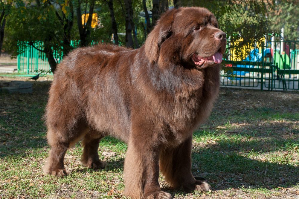 FAQ sur le Terre-Neuve