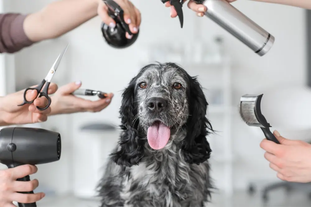 Razas de perros con pelo rizado más conocidas