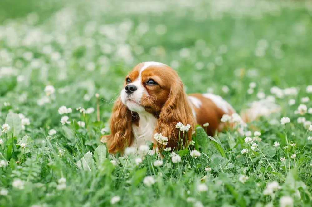 Cura del pelo del cane