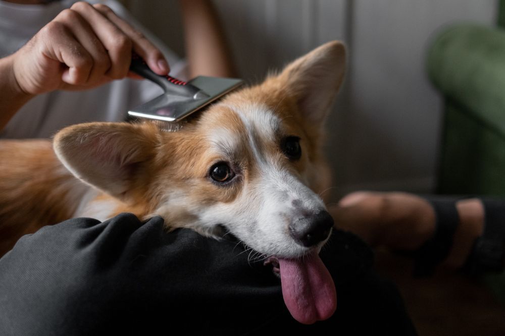 Cura quotidiana del pelo