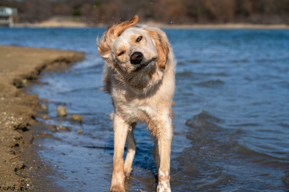 Luogo adatto per il cane