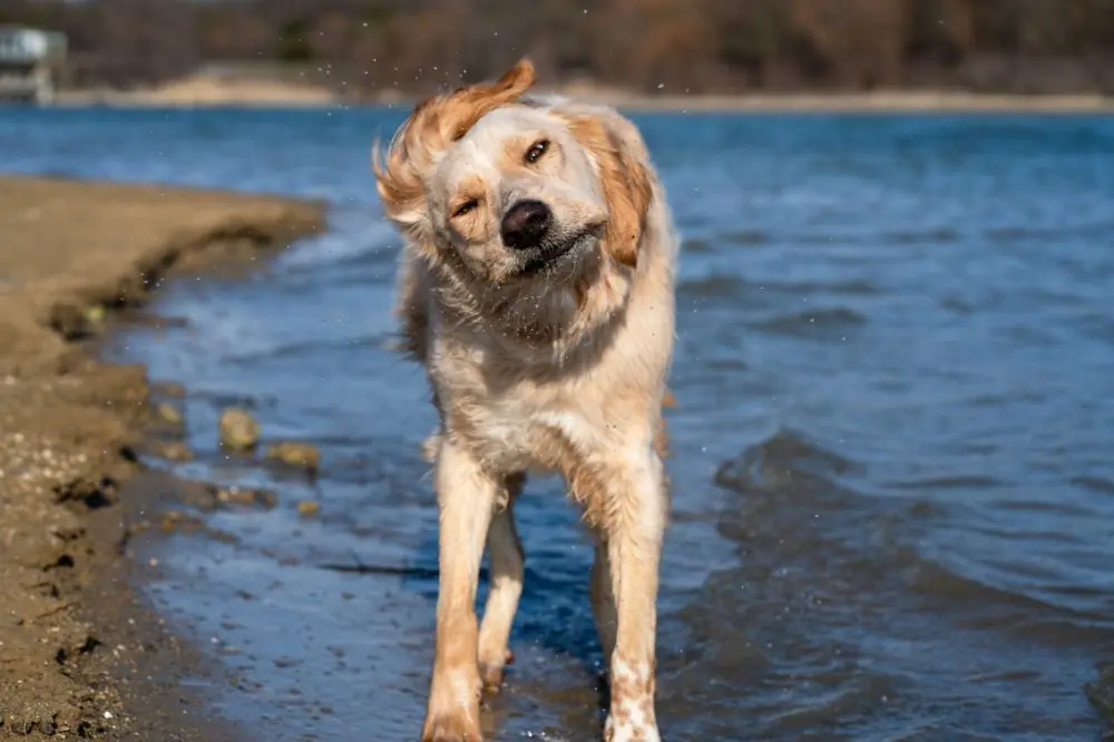 Luogo adatto per il cane