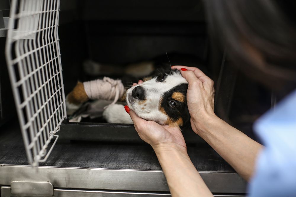 Identificación de síntomas de enfermedad valvular crónica en perros.