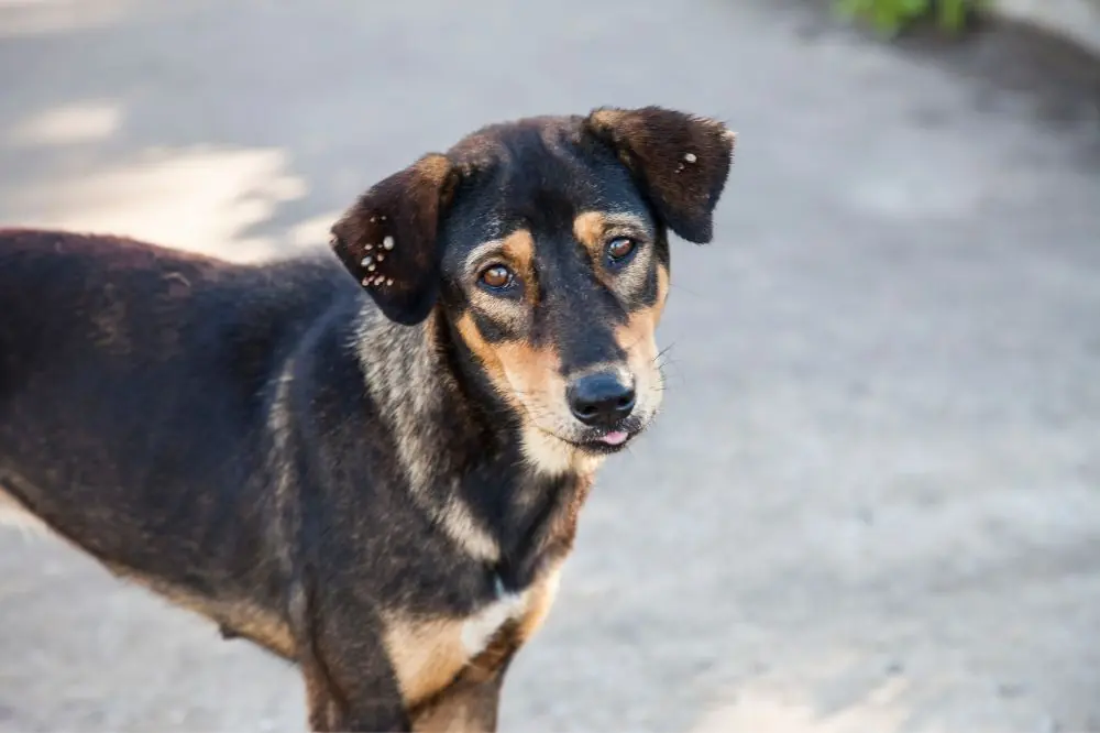 Identificación de síntomas y métodos de diagnóstico para la filaria en perros.