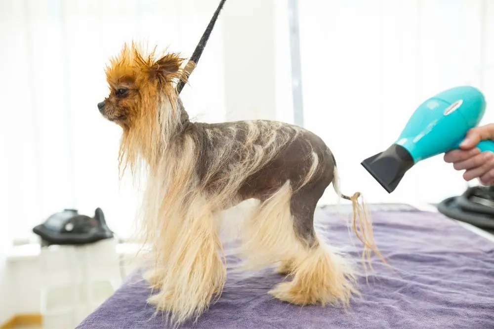 Segni comuni di malattia nei cani