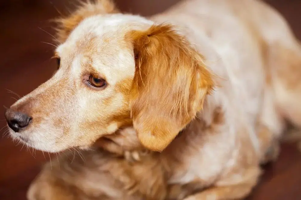 Spaniel Breton: origine, caractéristiques et soins