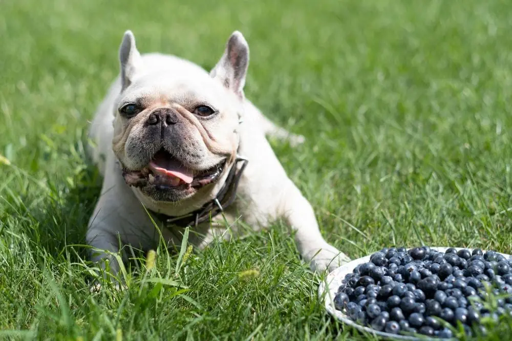 Superalimenti per cani