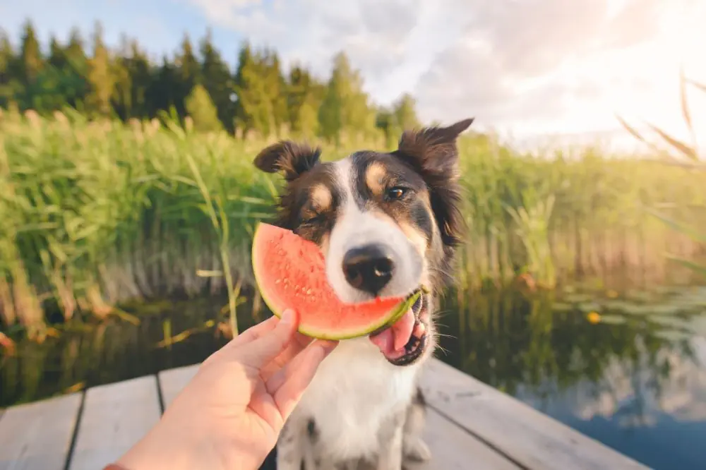 Superalimentos para perros: Ingredientes que pueden mejorar la salud de tu mascota
