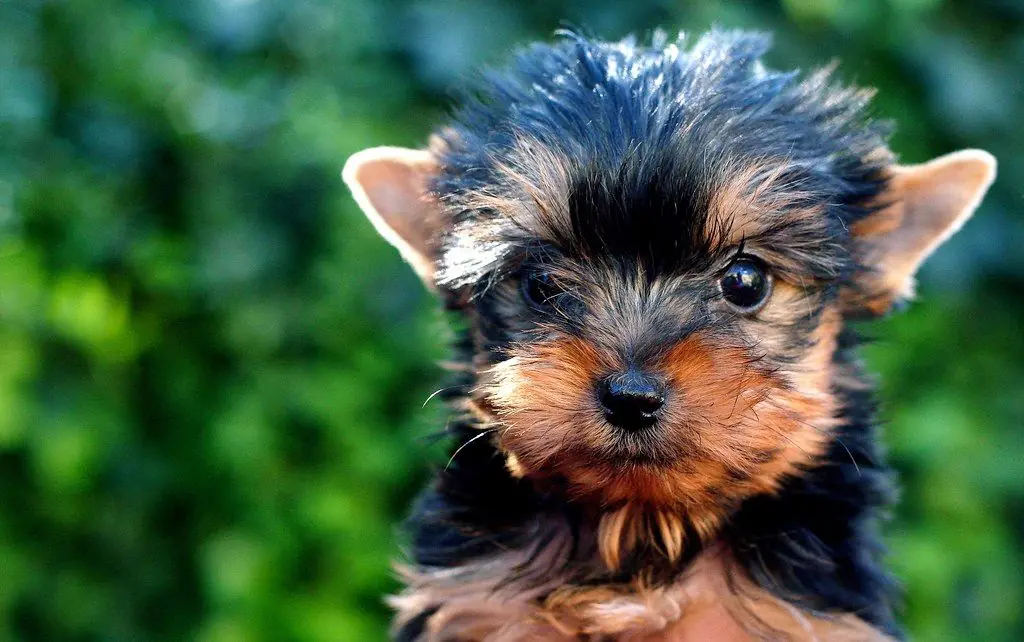 Suplementos nutricionales para cachorros: ¿son necesarios?