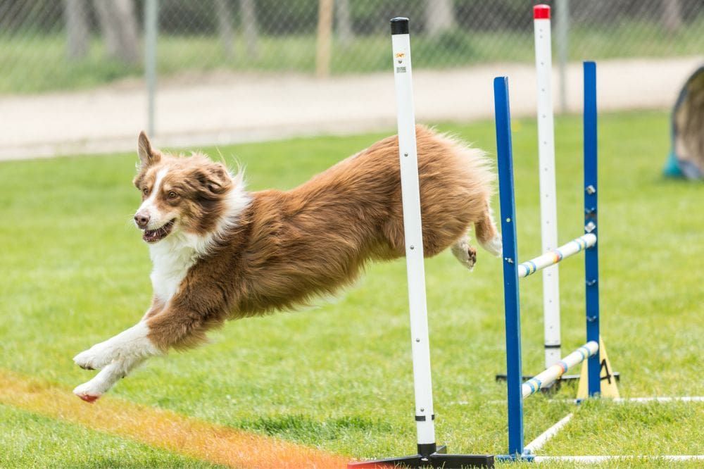 Métodos de entrenamiento canino.