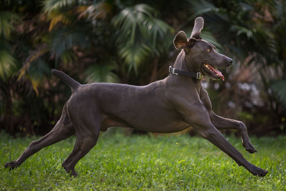 Características y habilidades del Braco de Weimar en deportes caninos.