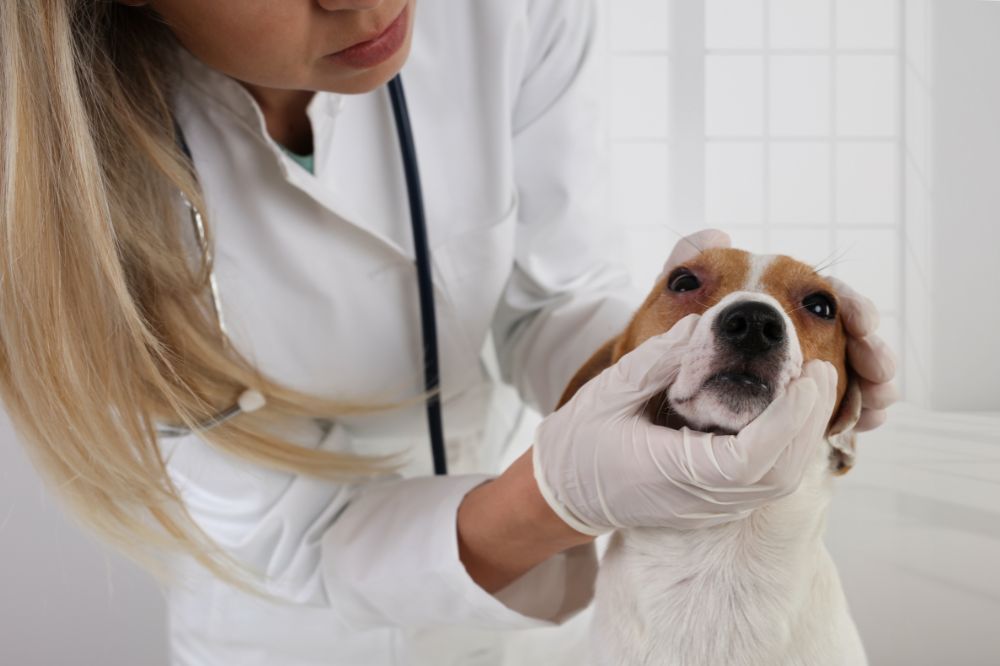 Manejo efectivo de infecciones bacterianas en perros.