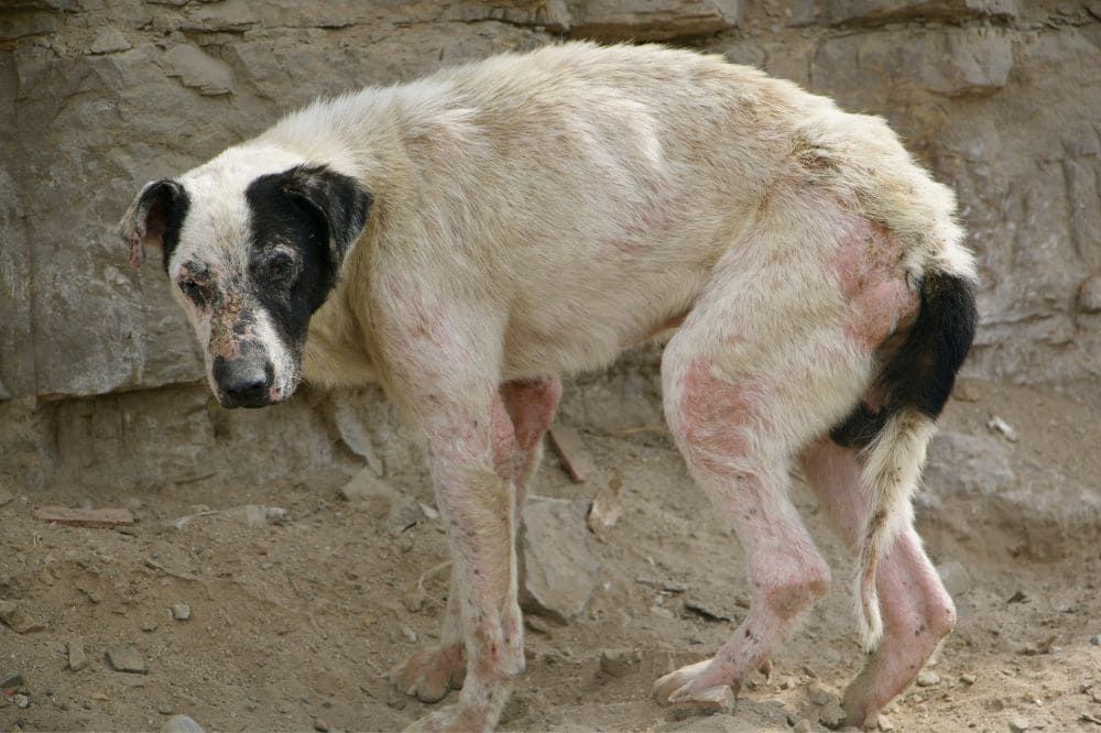 Manejo y tratamiento de infecciones fúngicas en perros.