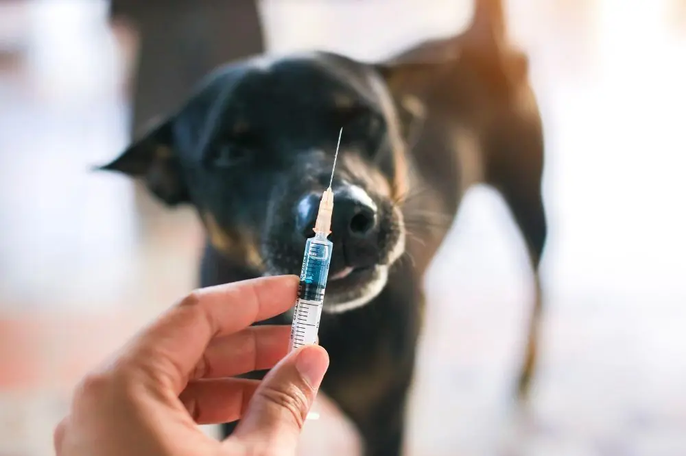 Enfoques para el tratamiento de la pericarditis en perros.