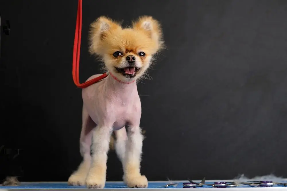 Opciones de tratamiento convencionales para la Alopecia X en perros.