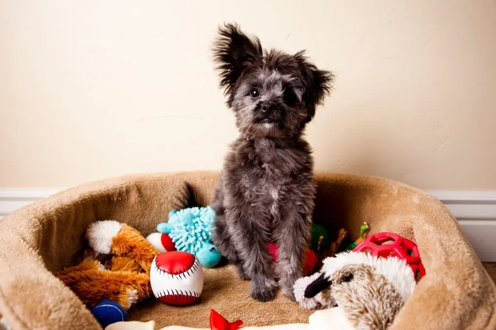 Beneficios de utilizar juguetes de masticación adecuados para perros jóvenes.