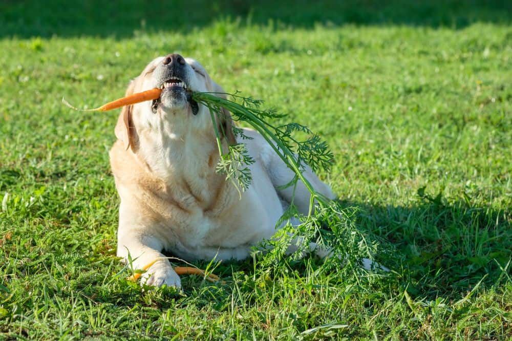 Uso de verduras y frutas en la creación de golosinas caseras para perros.
