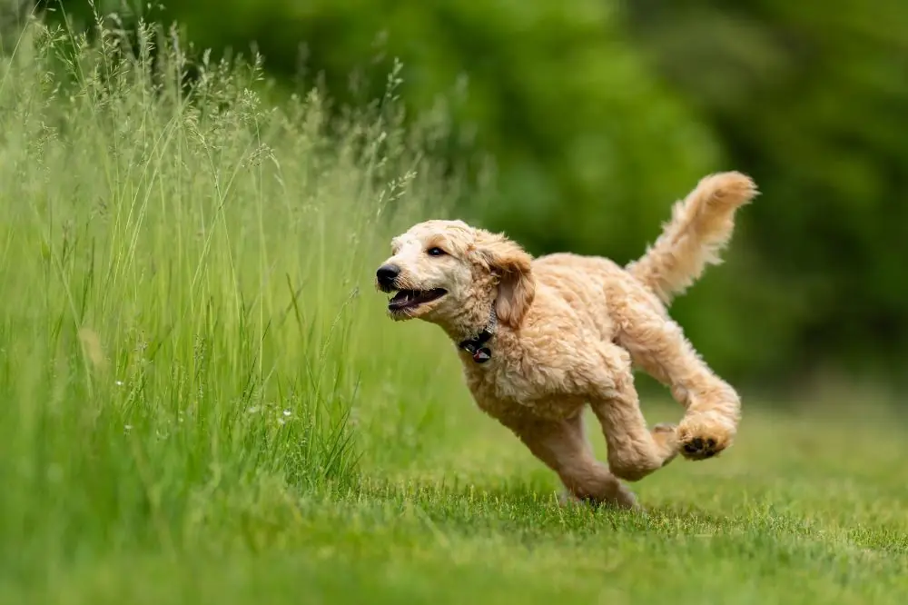 Importancia de las vitaminas y minerales en la carne de buey para la dieta canina.
