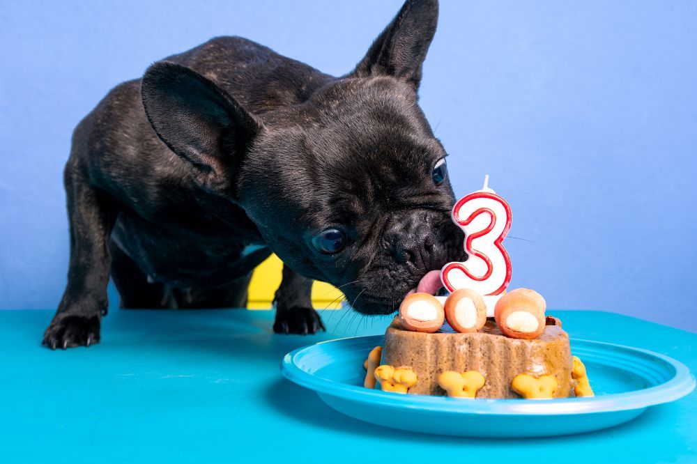 Mantenimento a lungo termine delle diete senza cereali per cani.