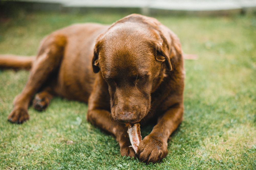 Miglioramento della salute dentale con diete senza cereali per cani