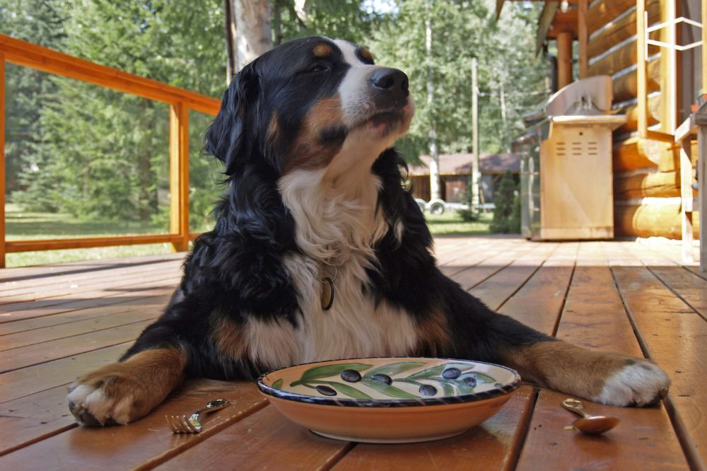 Spiegazione delle diete senza cereali per cani.
