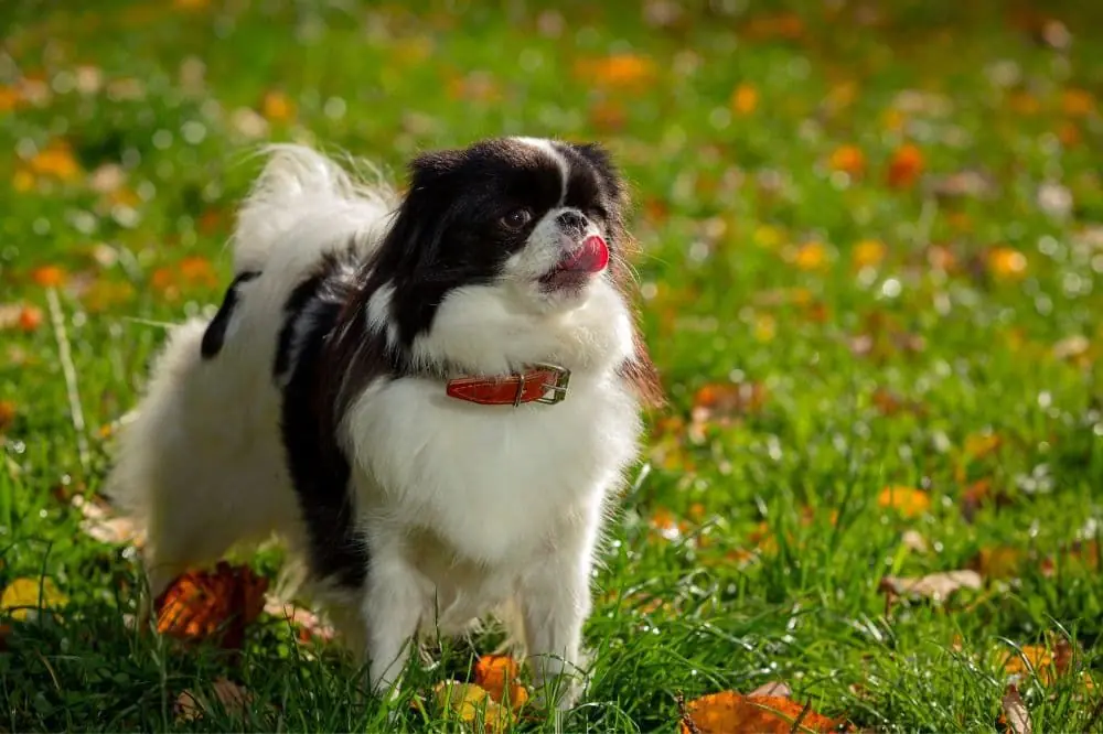 Vantaggi della dieta naturale per il Chin Giapponese