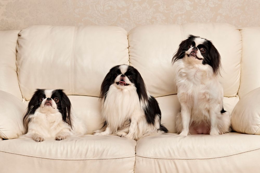  Gestione pasti e porzioni per cani