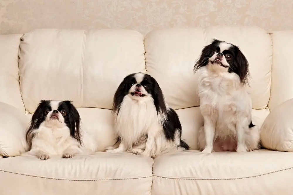  Gestione pasti e porzioni per cani