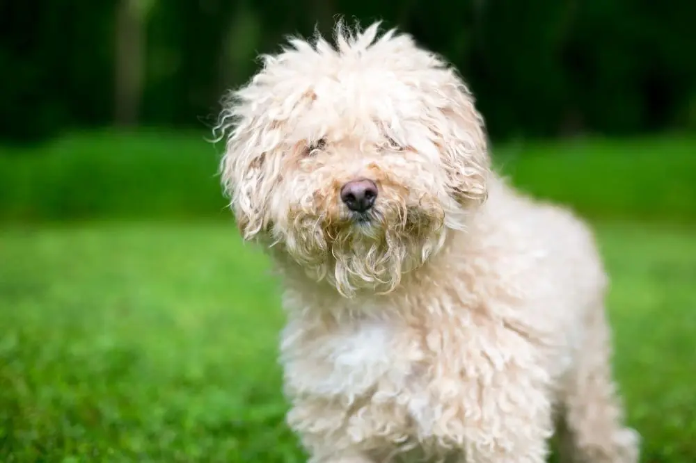 Diete ipoallergeniche naturali Dogfy Diet