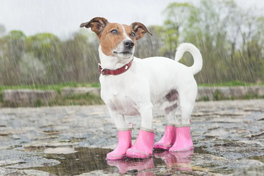 Cura delle zampe del cane