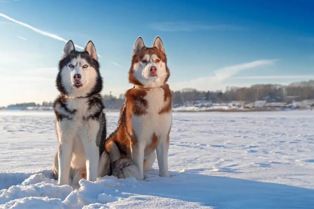 Razze canine e resistenza al freddo