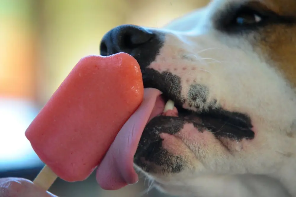 Adattamento degli orari per il cane