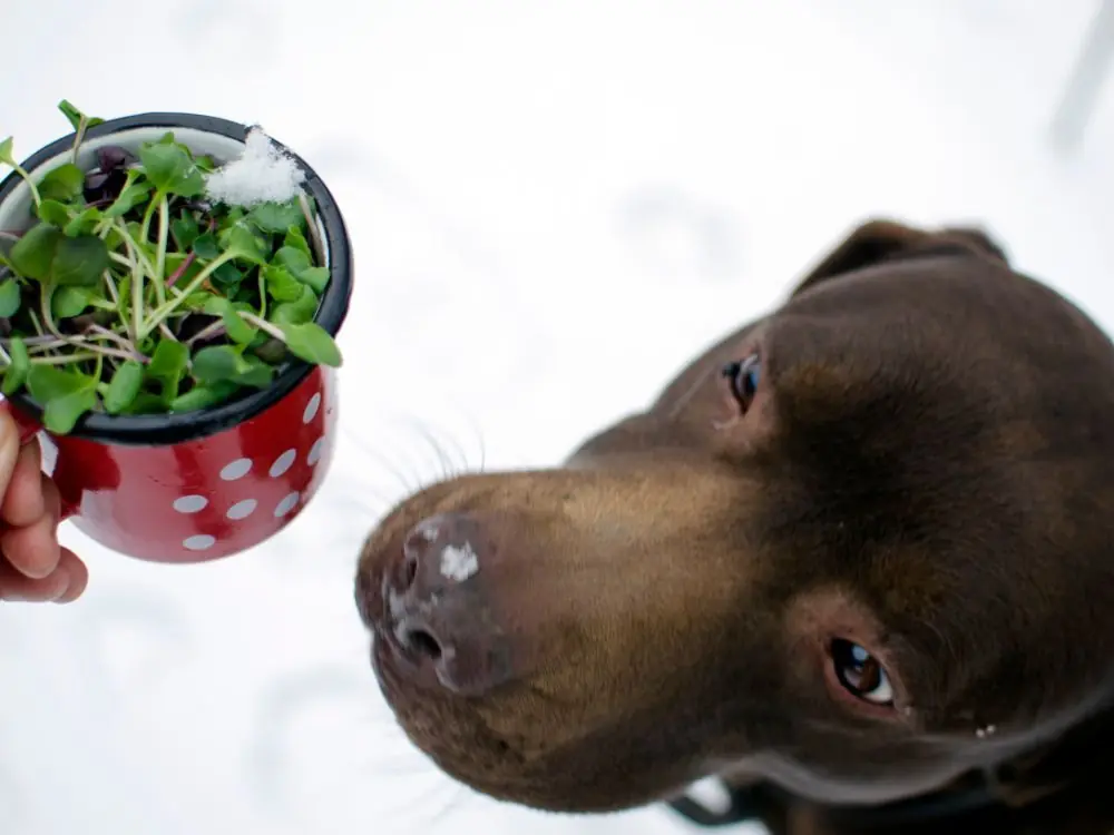 Beneficios de la fermentación en la dieta natural para perros