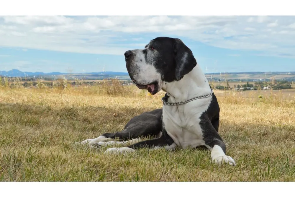 Bébé dogue allemand avec pelage clair