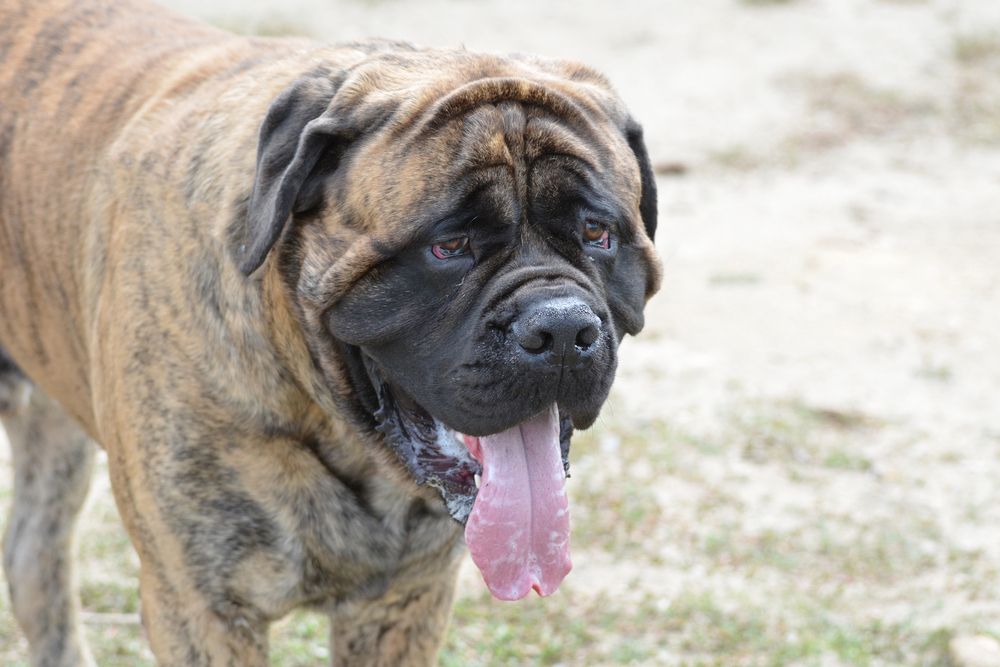 Brindle Bullmastiff Dog with a big Tongue