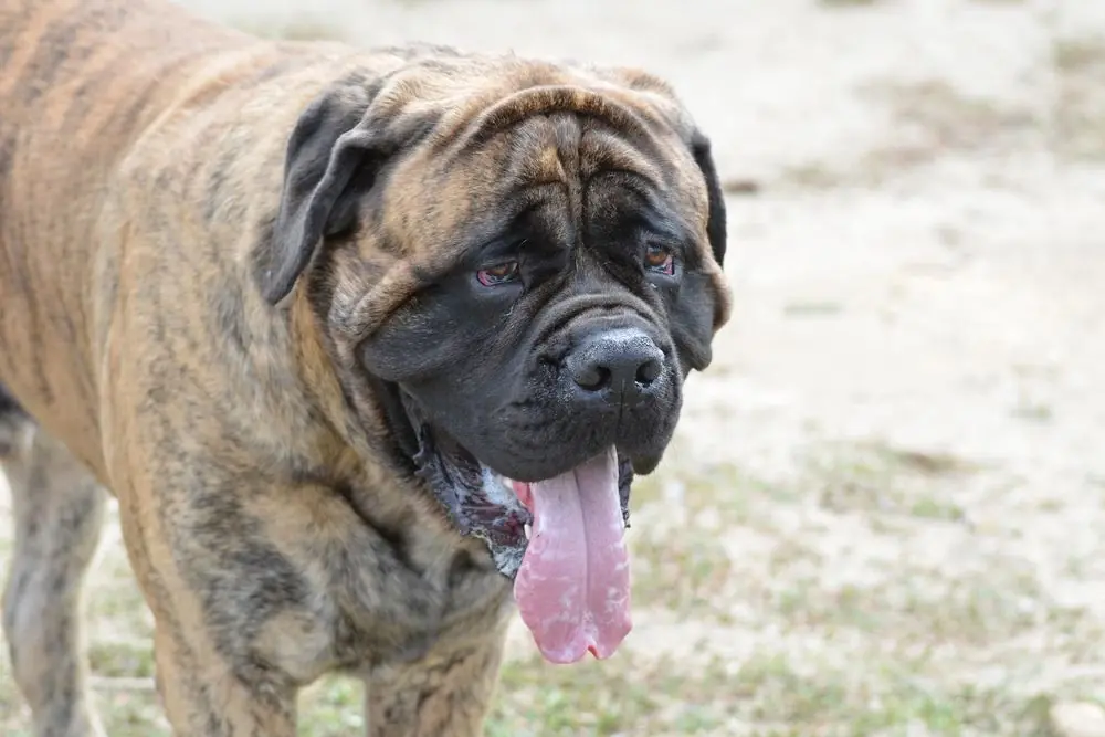 Consejos para una alimentación óptima del Bullmastiff