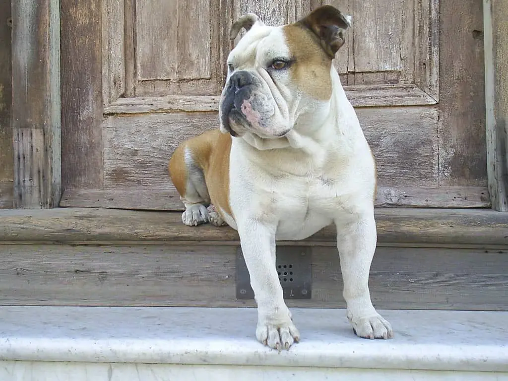 Curiosidades Bulldog Inglés