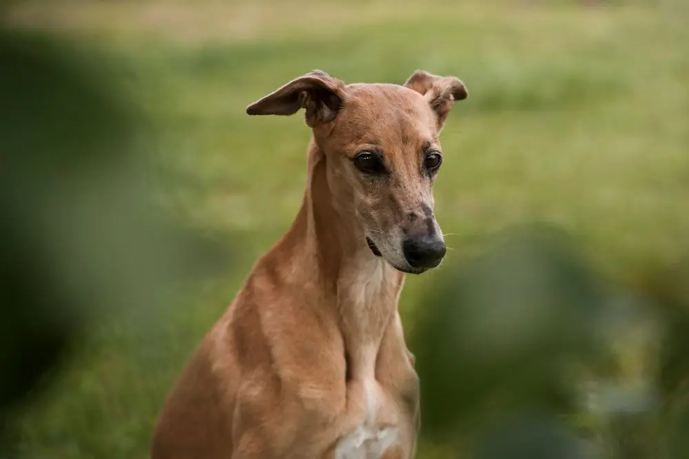 Fatti interessanti sul Whippet