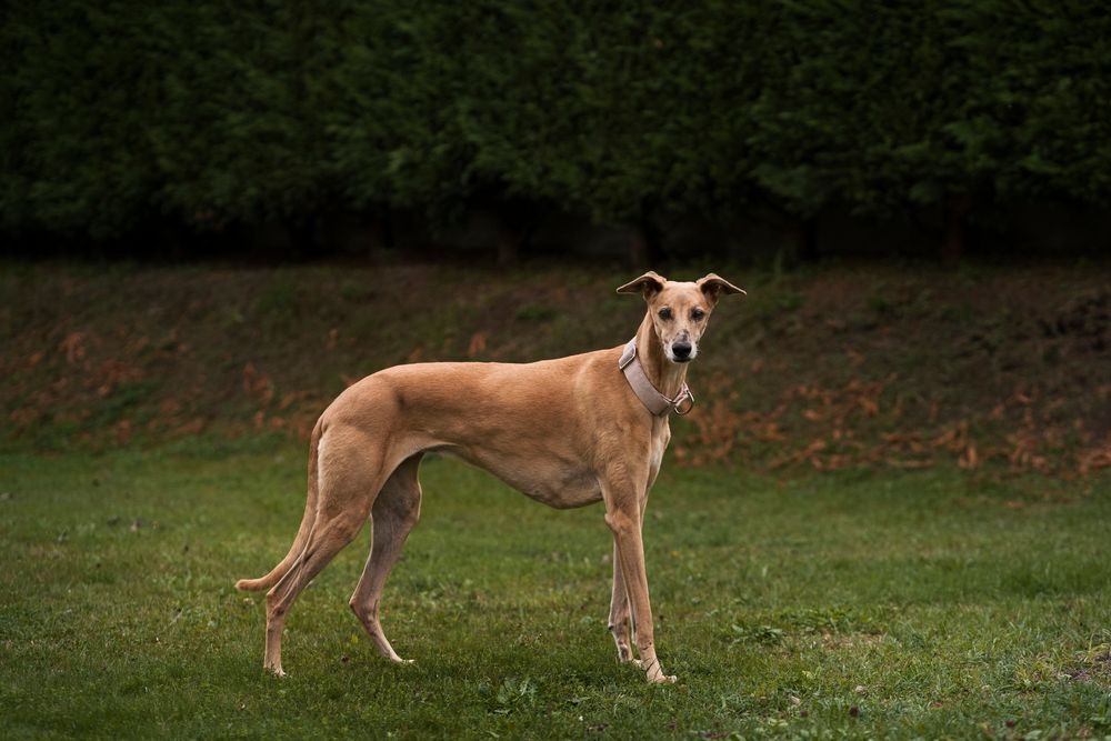 Fatti interessanti sul Whippet