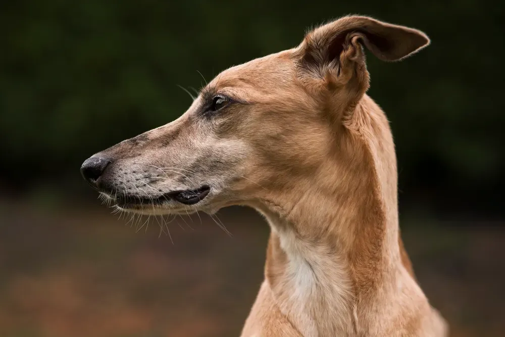 Curiosités sur le Whippet 