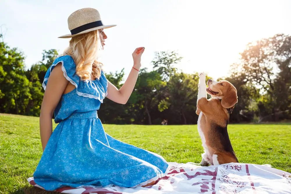 Avis sur l'alimentation naturelle Dogfy Diet
