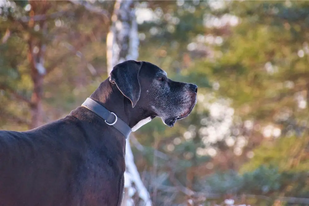 Guía cachorro de Gran Danés