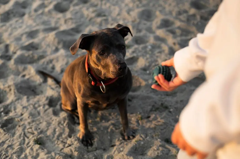 Impacto ambiental alimentación natural para perros