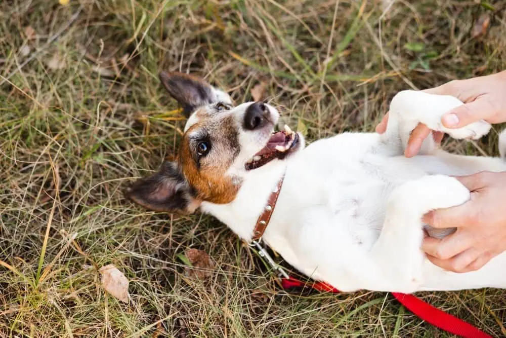 Impacto ambiental alimentación natural perros