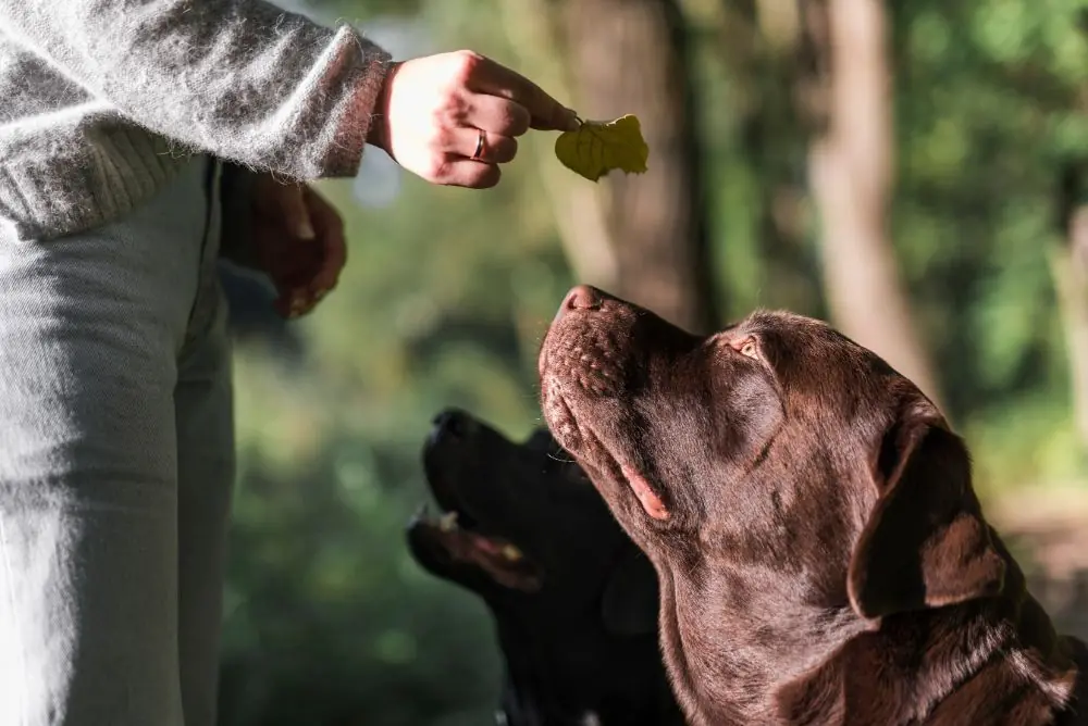 Impacto ambiental de la alimentación natural para perros: sostenibilidad y responsabilidad