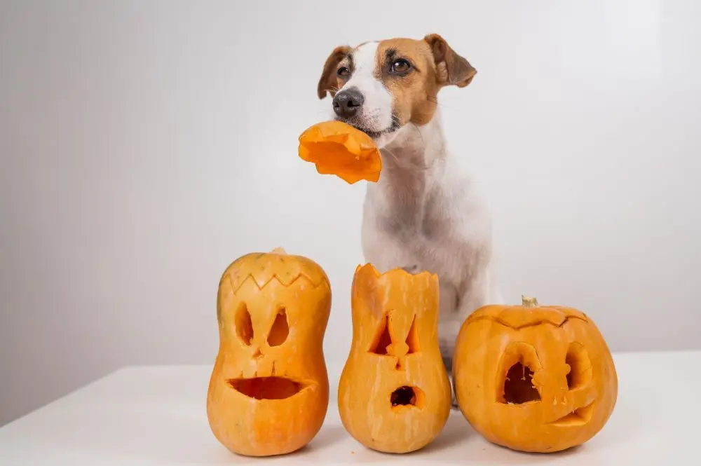 Mejores recetas naturales para perros Halloween