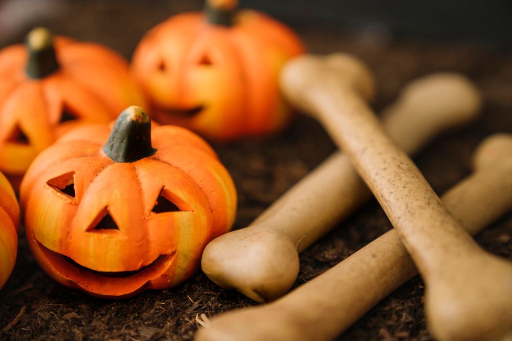 Mejores recetas naturales para perros inspiradas en Halloween