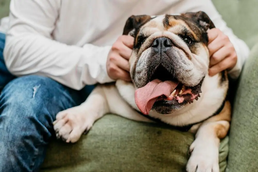 Régime alimentaire pour Bulldog Anglais
