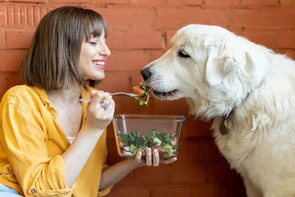 Testimonios de clientes: experiencias reales con la alimentación natural de Dogfy Diet 